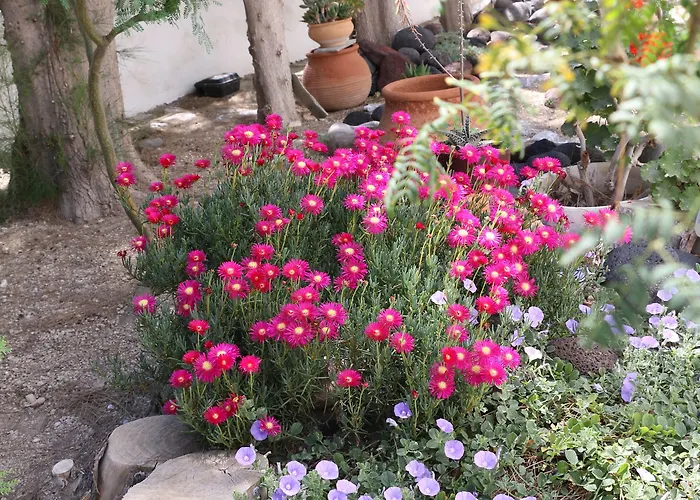 Zorzis (adults Only) 2*