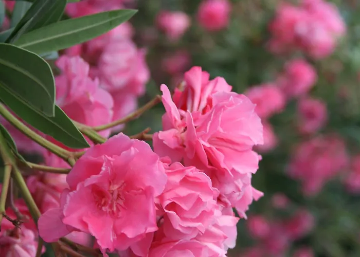 Zorzis (adults Only)