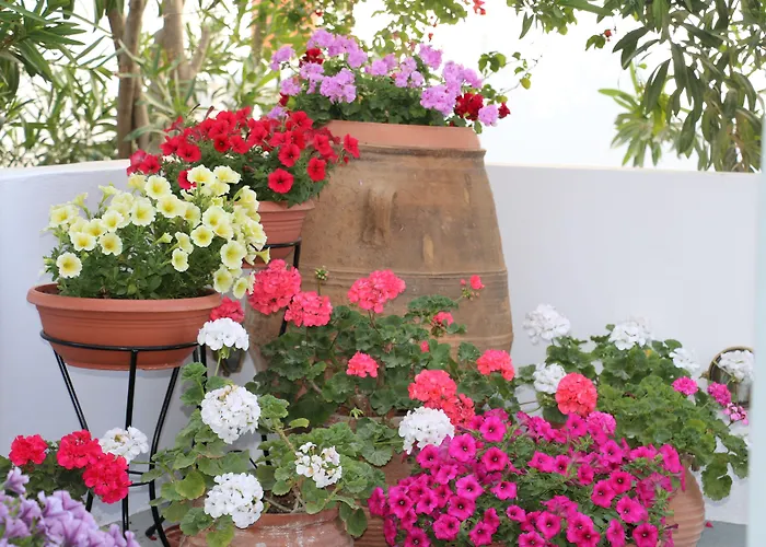 Hotell Zorzis (adults Only) Perissa (Santorini)