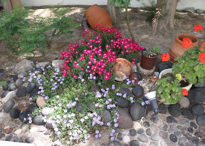 Zorzis (adults Only) 2*