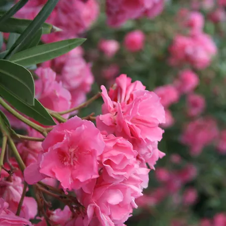 Zorzis (adults Only)