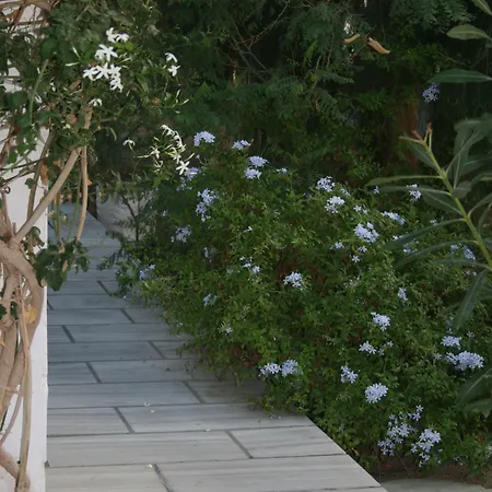 Zorzis (adults Only)