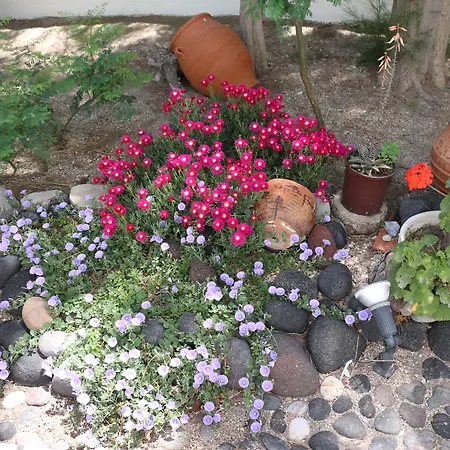 Zorzis (adults Only) 2*