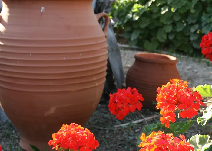 Zorzis (adults Only)