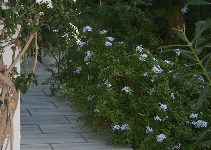 Zorzis (adults Only)