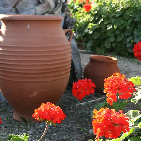 Zorzis (adults Only)