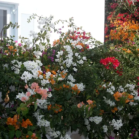 Zorzis (adults Only) ホテル ペリッサ