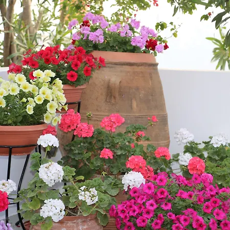 ホテル Zorzis (adults Only) ペリッサ