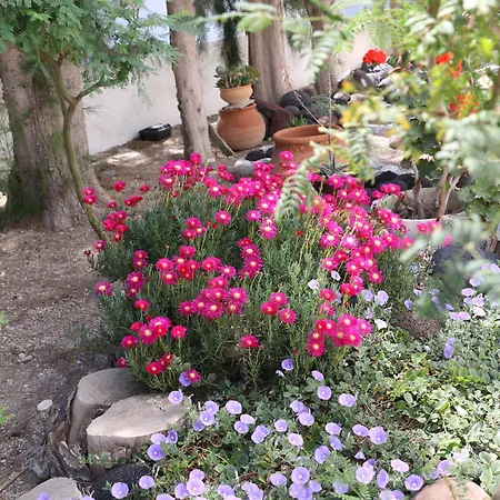 Zorzis (adults Only) 2*