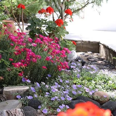 Zorzis (adults Only) 2* ペリッサ